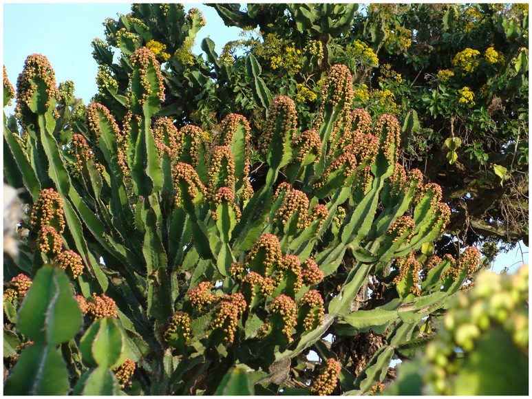 Kenya, cactus chandeliers