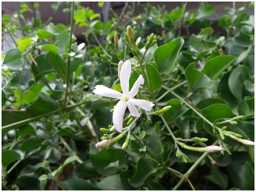 Mayotte Jasmin