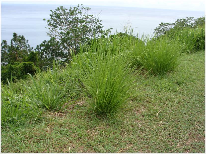 vetiver comestible